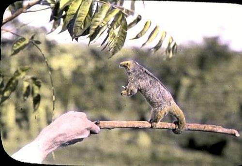 silky anteater